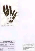 藏品(蘆筍藻)的圖片